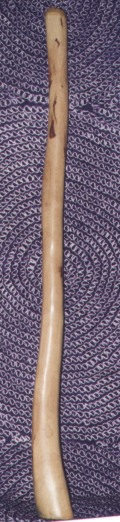 Eukalyptus