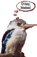 Kookaburra im Vogelpark Metelen