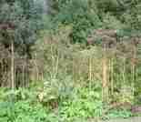 Wald